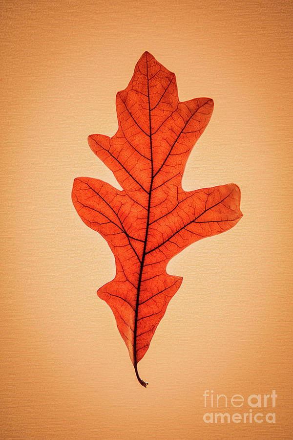 Oak Leaf in Fall Photograph by Mark Triplett