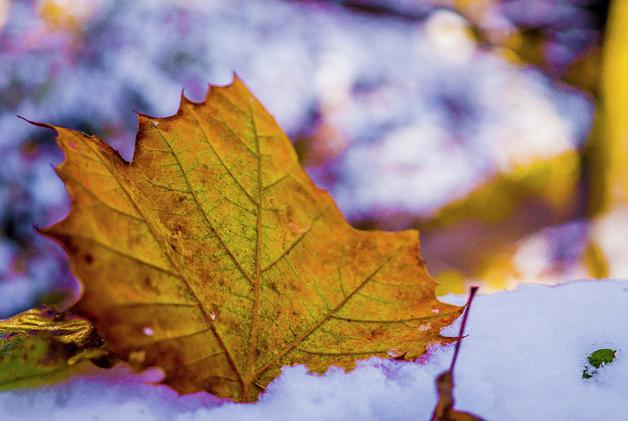 Oak Leaf In Snow Photograph