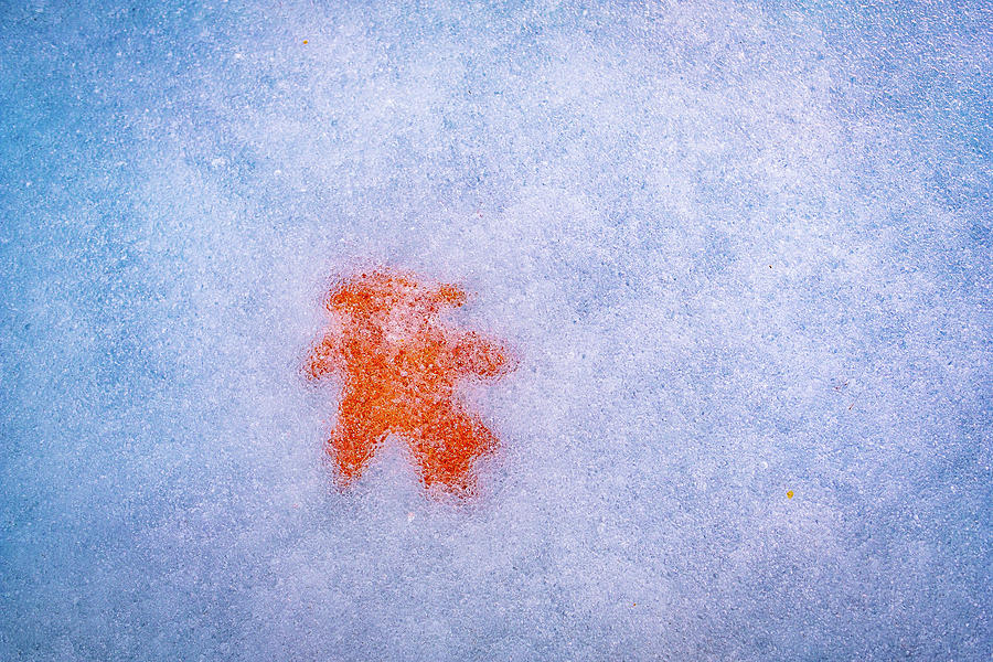 Oak Leaf In The Ice. Photograph by Jeff Sinon