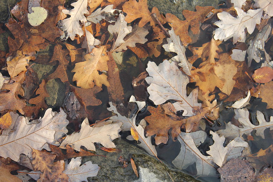Oak Leaf Litter 1 Photograph by Ruth Kamenev