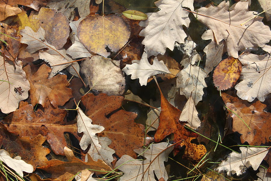 Oak Leaf Litter 2 Photograph by Ruth Kamenev