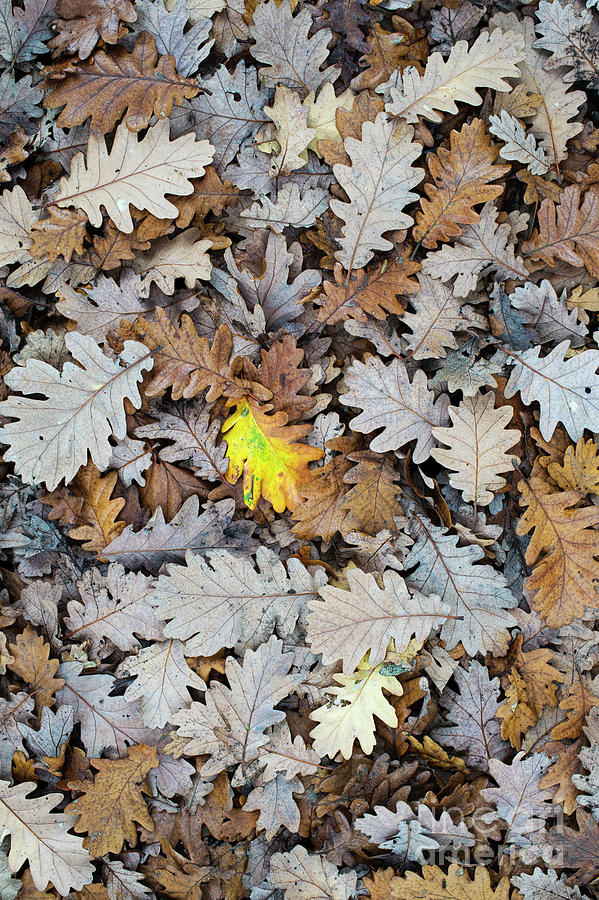 Oak Leaf Litter Pattern Photograph by Tim Gainey