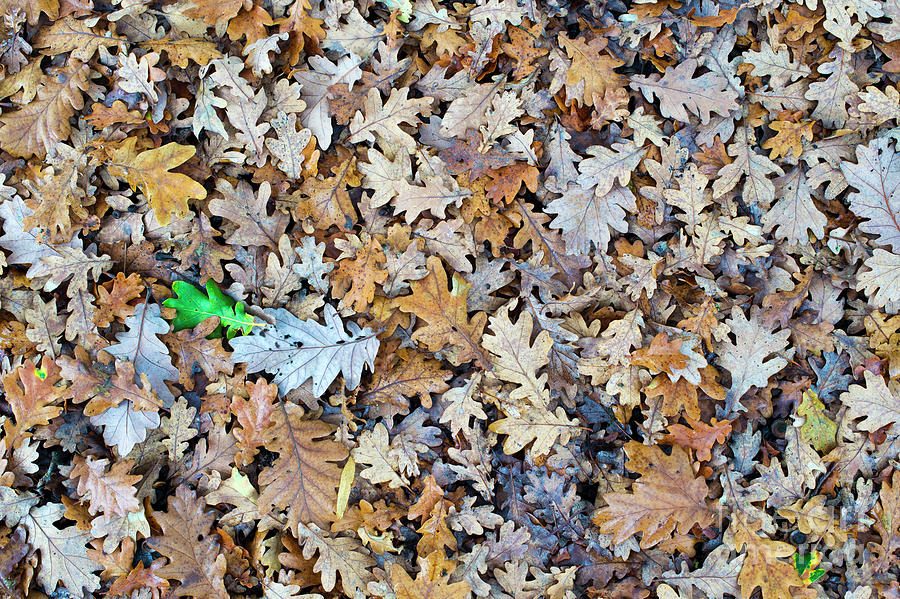 Oak Leaf Litter Photograph by Tim Gainey