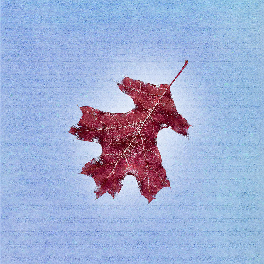 Oak Leaf on Descriptive Background Drawing by Jeff Venier