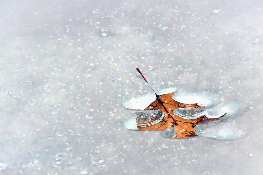 Winter Photograph - Oak Leaf On Ice  by Nikolyn McDonald