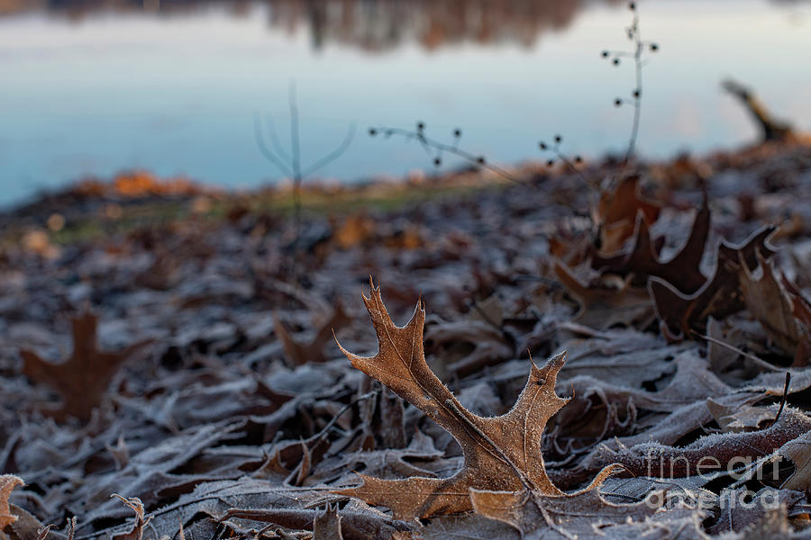 Oak Leaf on the First Frost Photograph by Sandra Rust