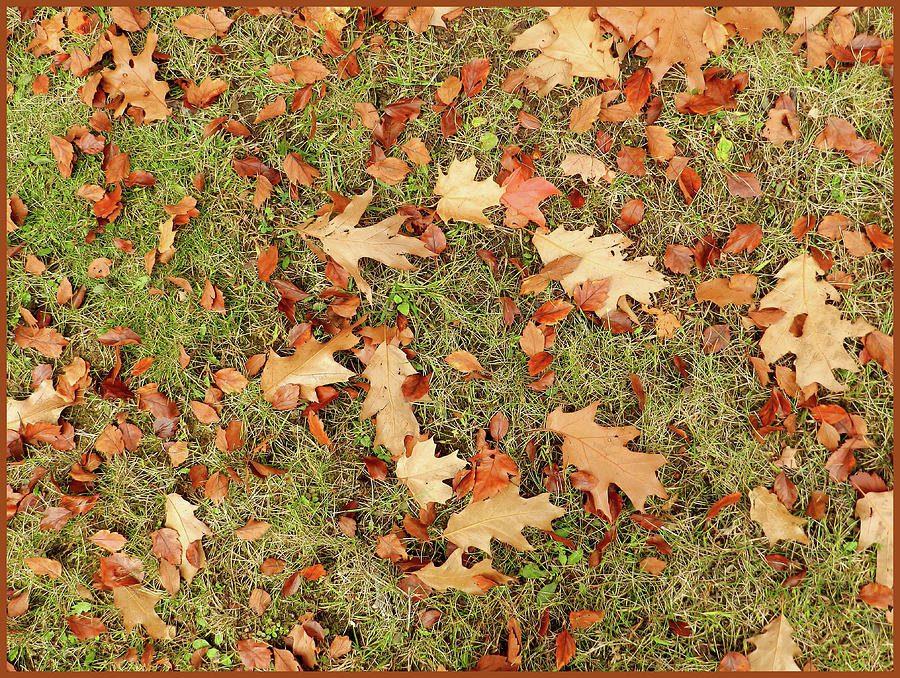 Oak Leaves and Birch Leaves on the Grass in Autumn Photograph by Lise Winne