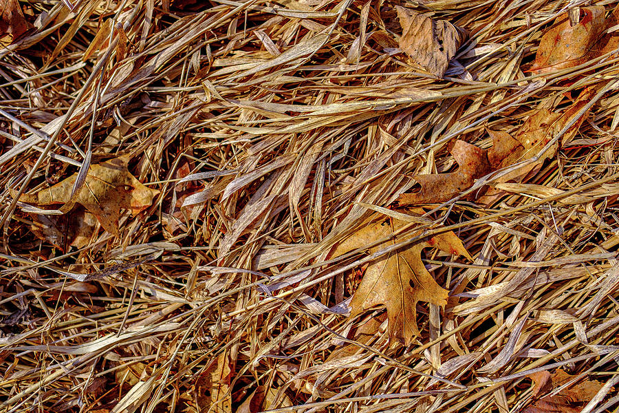 Oak Leaves and Marsh Grass Photograph by Jeff Sinon