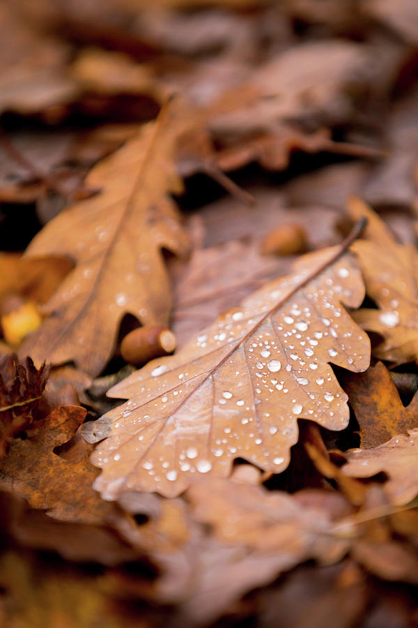 Oak Leaves and rain drops Photograph by Anita Nicholson