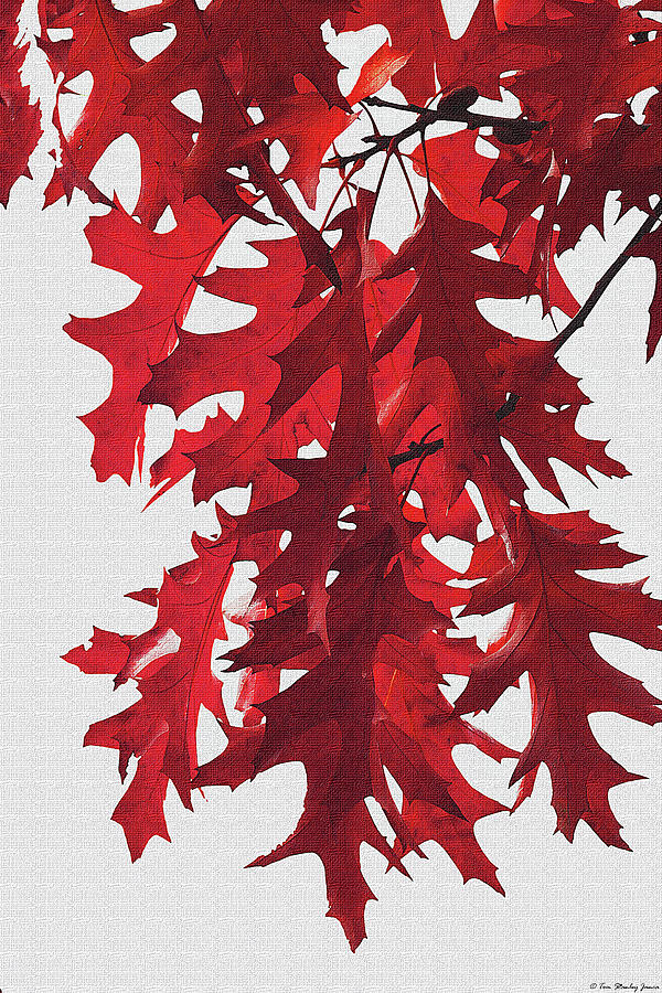 Oak Leaves Before The Fall Digital Art by Tom Janca