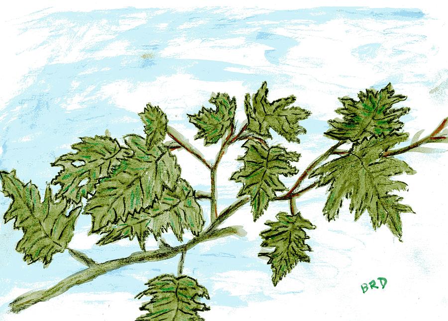 Oak Leaves Drawing by Branwen Drew