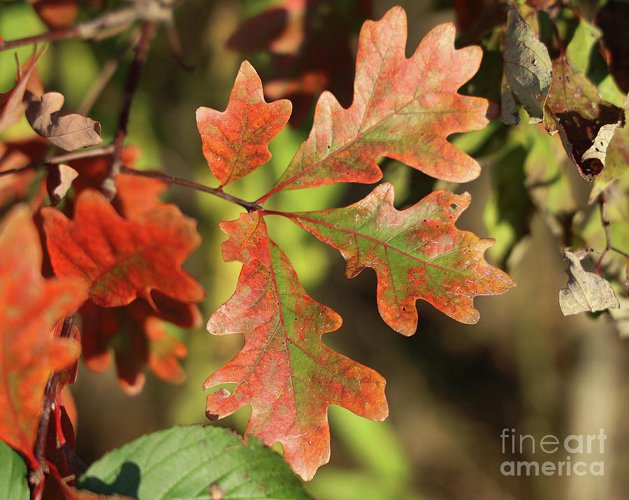 Oak Leaves Changing Color 2591 Photograph by Jack Schultz