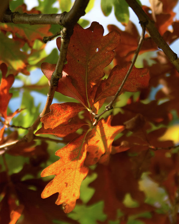 Oak Leaves in Autumn Photograph by Flinn Hackett