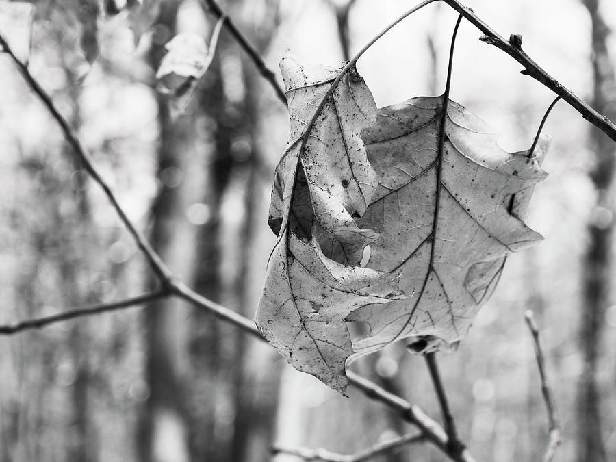 Black And White Photograph - Oak Leaves in Black and White by Todd Bannor