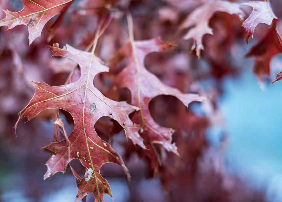 Oak Leaves in Fall Photograph by Amelia Pearn