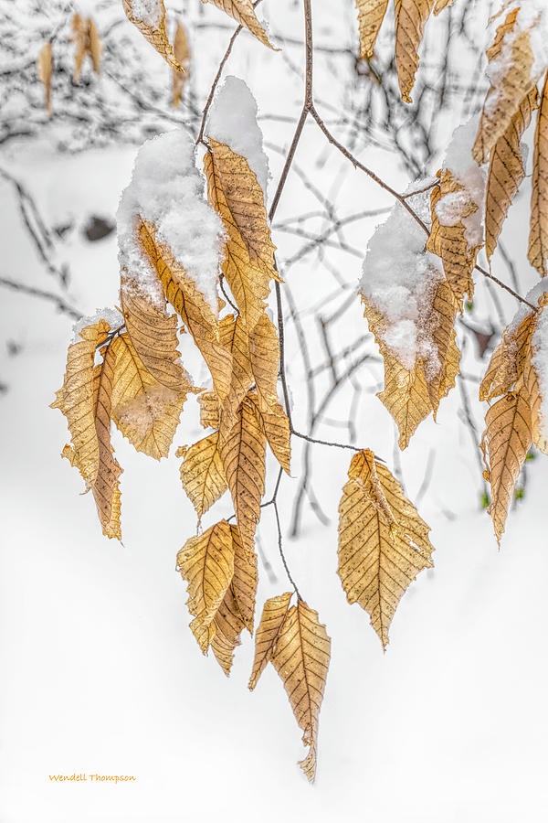 Oak Leaves in Snow Photograph by Wendell Thompson