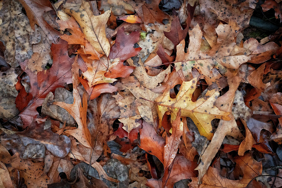 Fall Photograph - Oak Leaves by James Barber