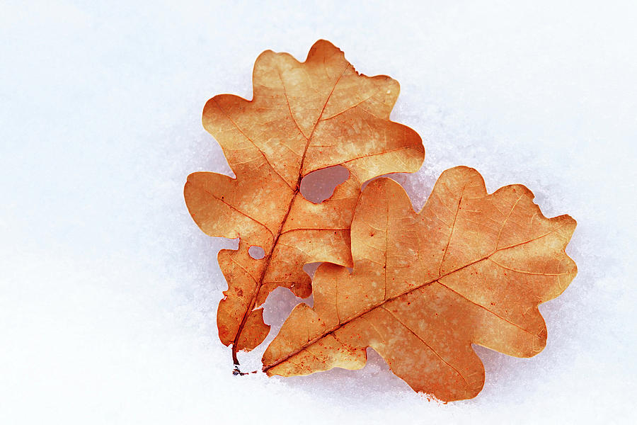 Oak Leaves On Snow Photograph by Debbie Oppermann