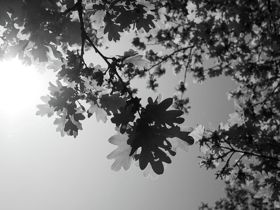 Oak Leaves Silhouetted In The Sun Photograph