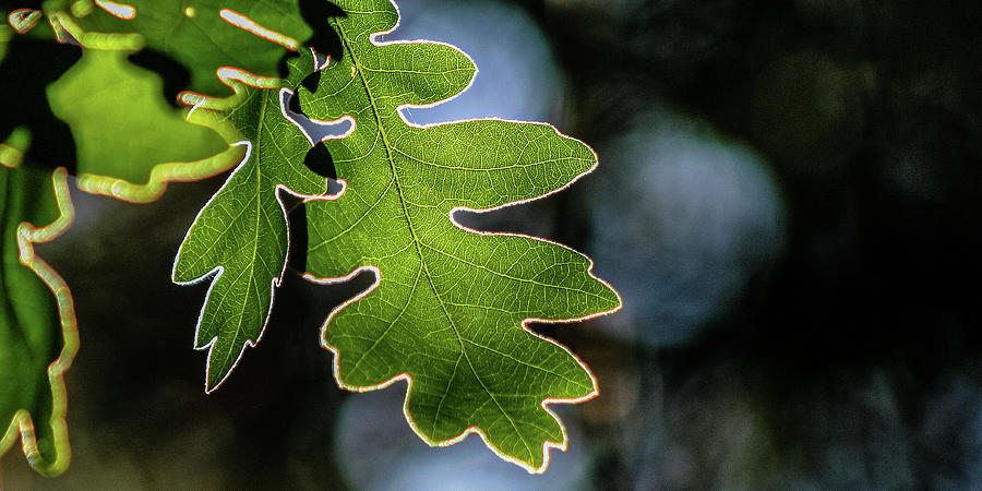 Oak Leaves Photograph by Tommy Farnsworth