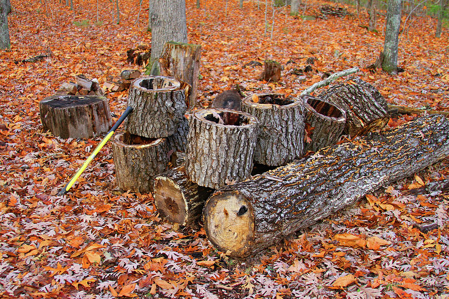 Oak Logs And Fallen Leaves Digital Art by Tom Janca