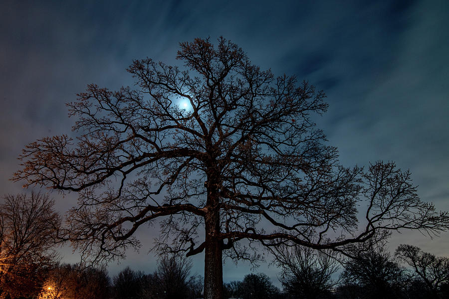 Oak Moon Photograph by Steve Ferro