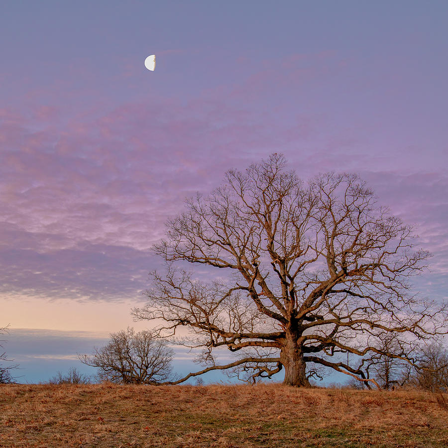 Oak Moonset Photograph by Rod Best