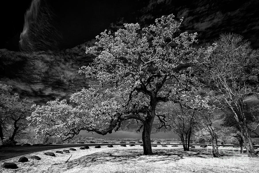 Oak Near Bastrop Photograph by Norman Gabitzsch