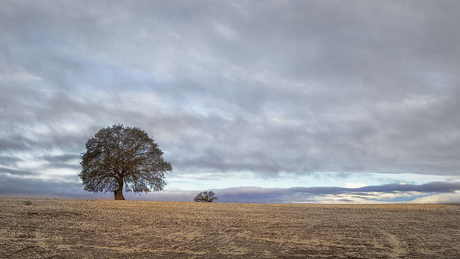 Oak on Indian Valley Road Photograph by Lars Mikkelsen