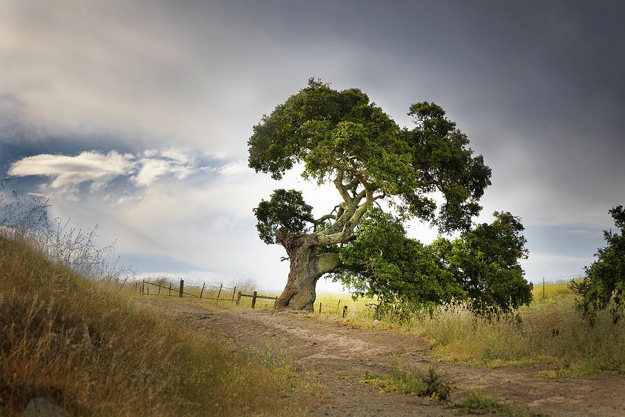 Oak on Stenner Creek Photograph by Lars Mikkelsen