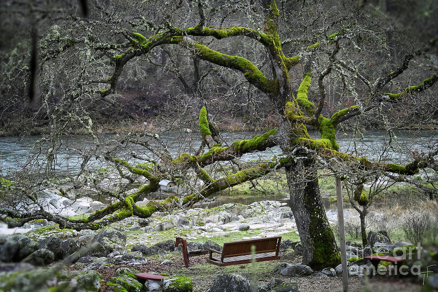 Oak On The Rogue River Photograph by Theresa Fairchild