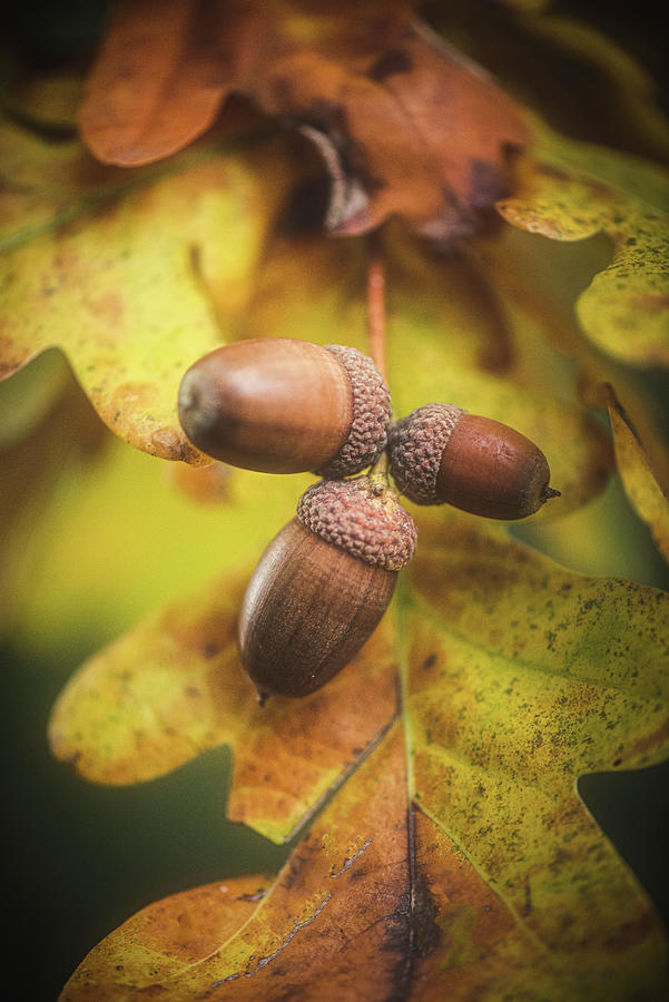 Oak Photograph by Philippe Sainte-Laudy