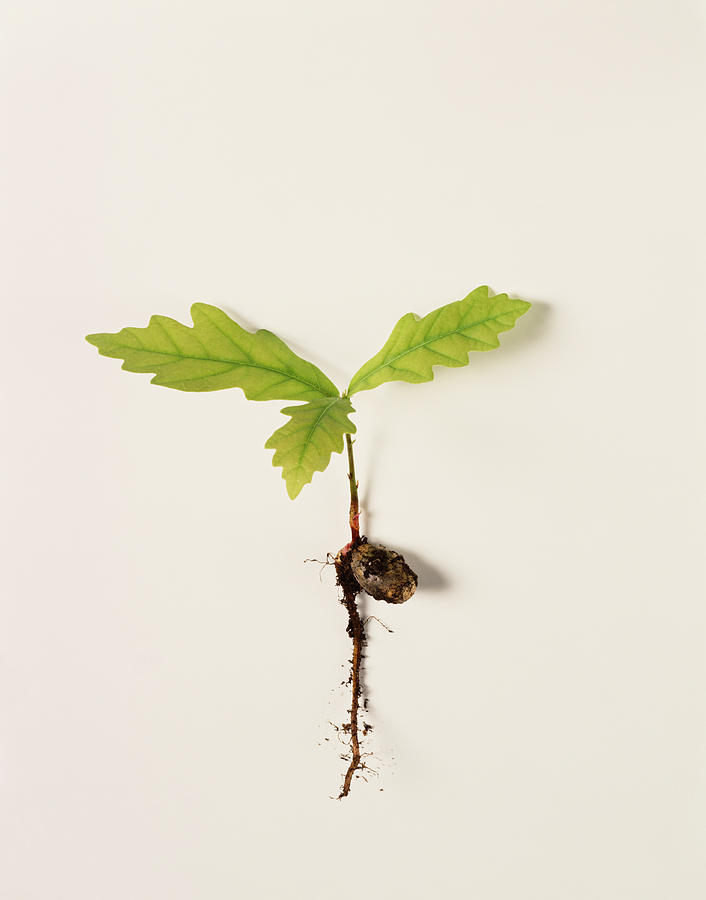Oak (Quercus sp.) seedling showing acorn and root, close up Photograph by Peter Dazeley