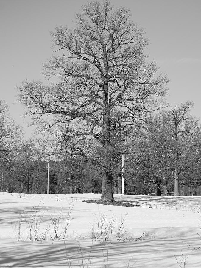 Oak. Photograph by Sergei Fomichev
