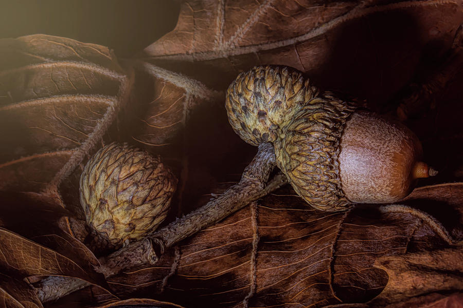 Nature Photograph - Oak by Tom Mc Nemar