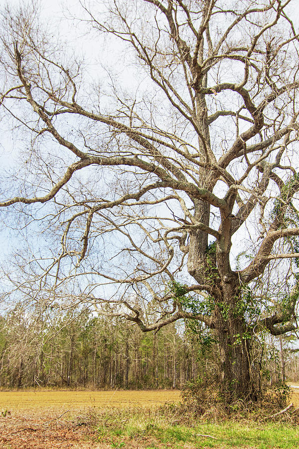 Oak Tree Along the  Backroads - Pamlico County, North Carolina Photograph by Bob Decker