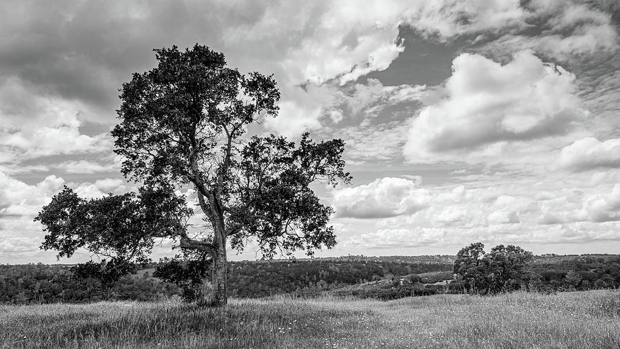 Oak Tree and a Vista Photograph by Mike Fusaro