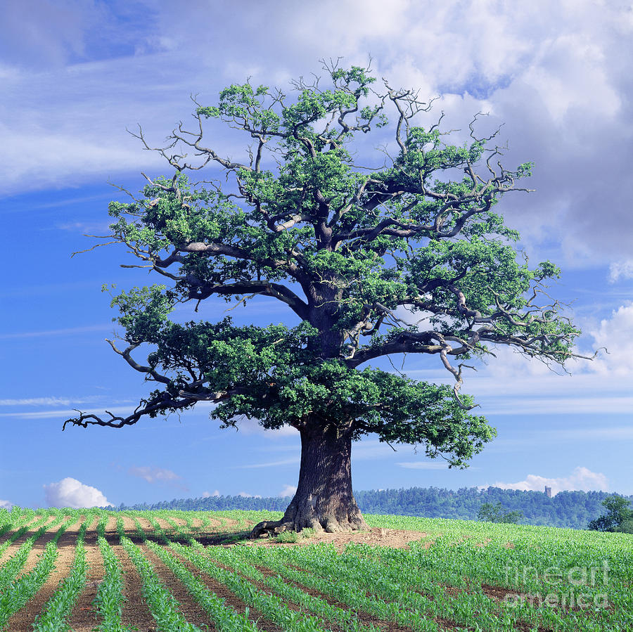 Oak Tree and crop Photograph by Warren Photographic