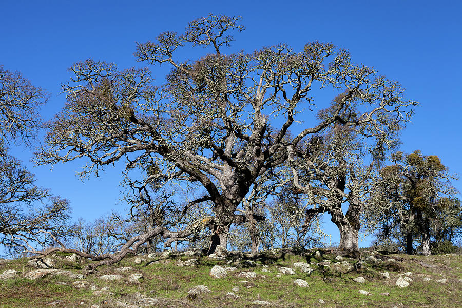 Oak Tree and Rocks Photograph by Rick Pisio