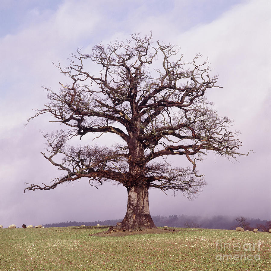 Oak Tree and sheep - winter Photograph by Warren Photographic