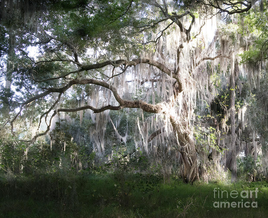 Oak Tree And Spanish Moss, Circle B Bar Reserve, Lakeland, Florida Photograph by Felix Lai