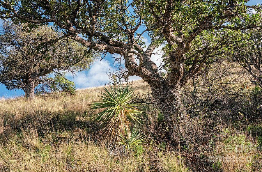 Oak Tree And Yucca On Hillside Photograph