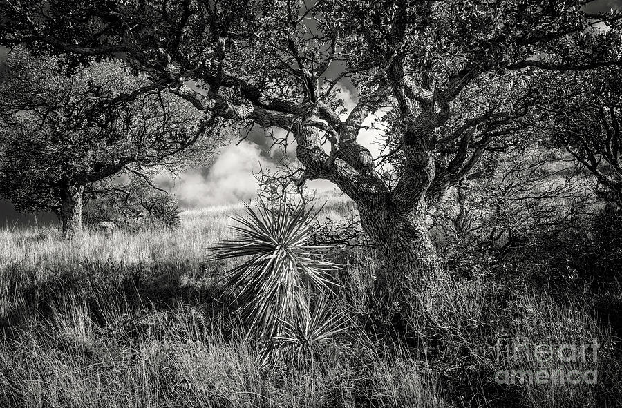 Oak Tree And Yucca On Hillside Bw Photograph