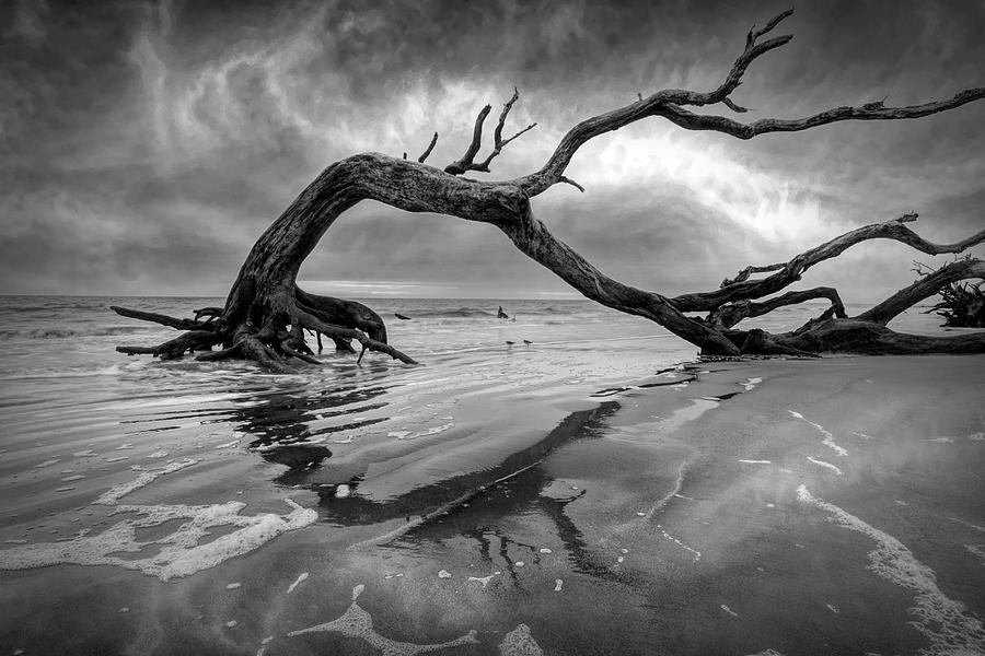 Oak Tree Arbor at Low Tide at Jekyll Island Black and White Photograph by Debra and Dave Vanderlaan