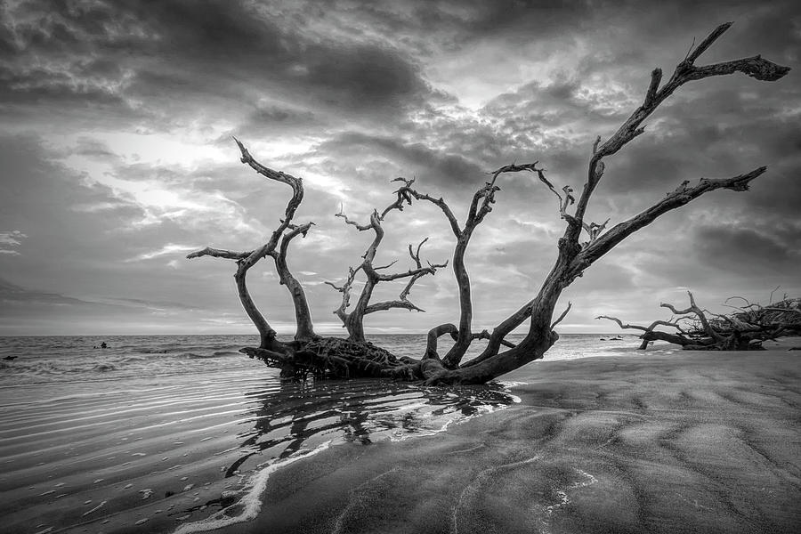 Oak Tree at Low Tide at Jekyll Island Black and White Photograph by Debra and Dave Vanderlaan