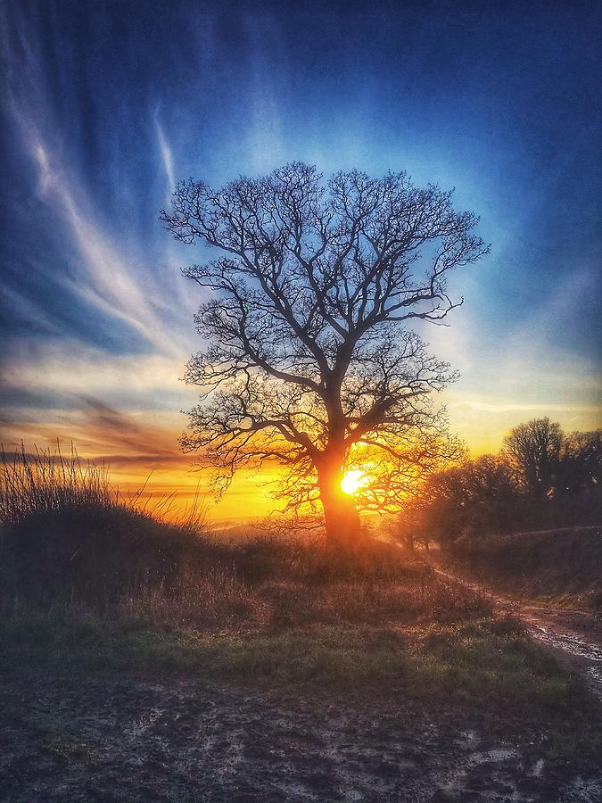 Oak tree at sunset Photograph by Chris Clark