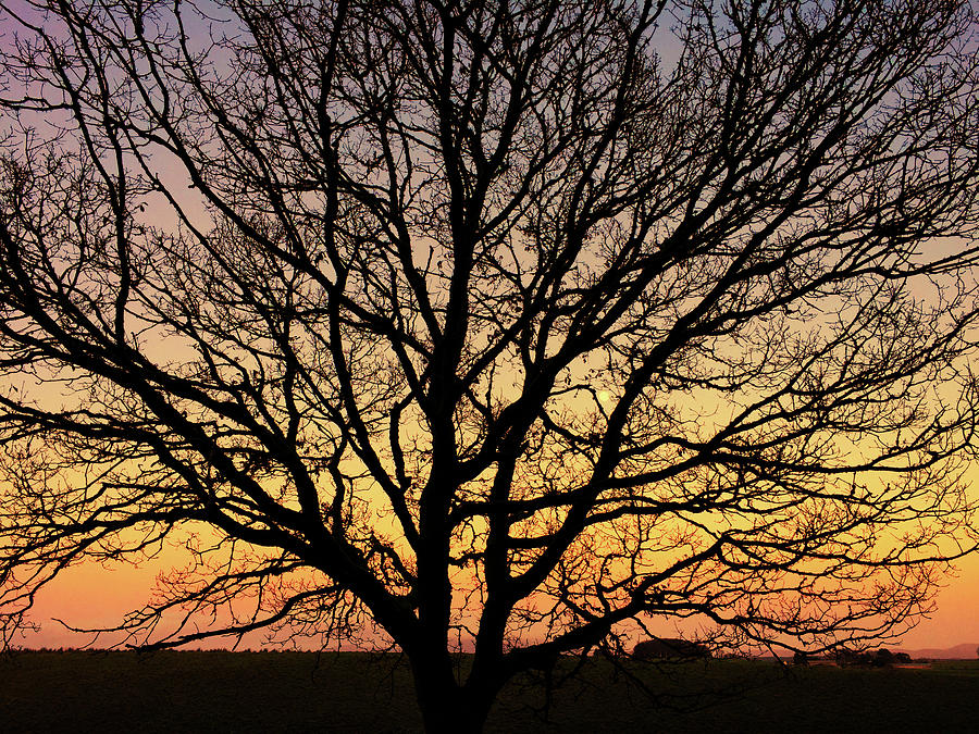 Oak Tree At Sunset Photograph By Derek Beattie Fine Art America