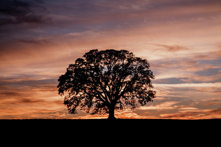 Sunset Photograph - Oak Tree at Sunset by Gary Geddes