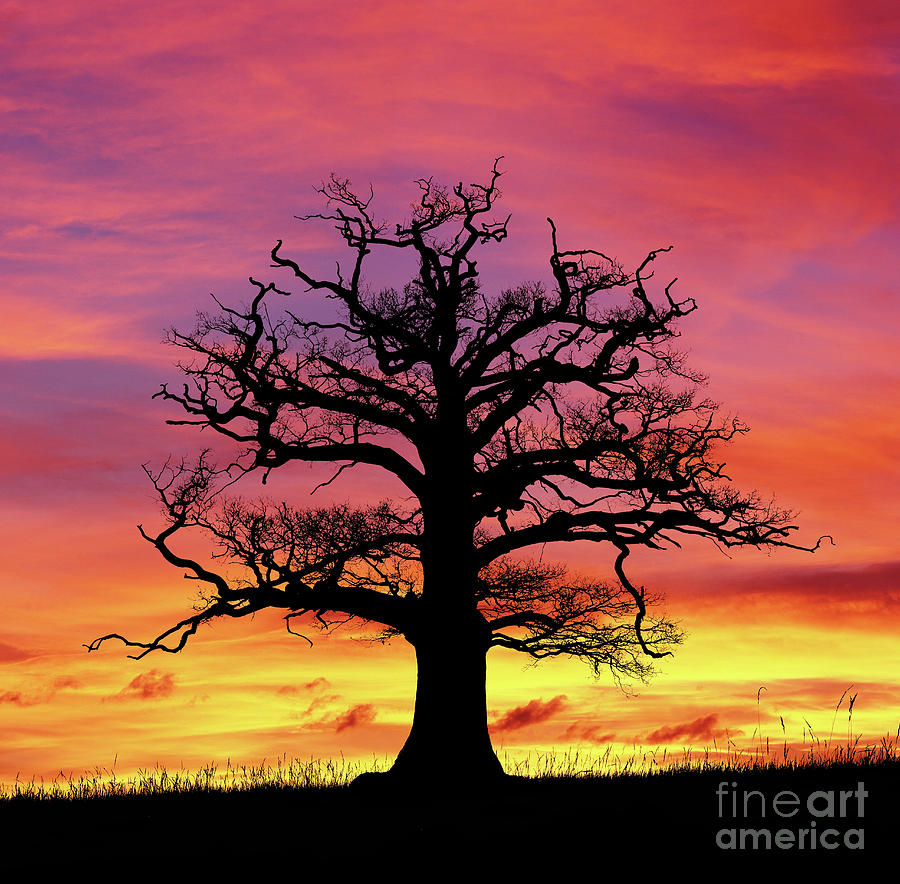 Oak Tree at sunset Photograph by Warren Photographic