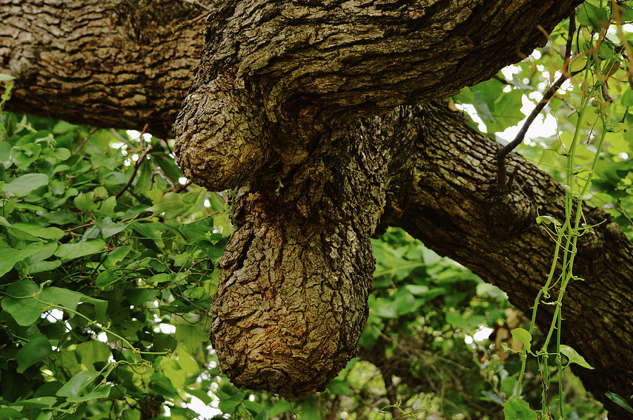 Oak Tree Burls On Old Oak Tree Photograph